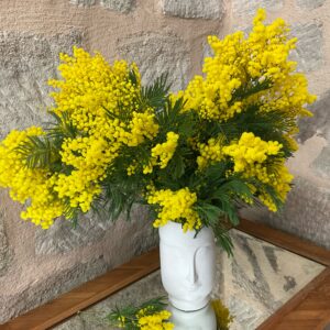 Mimosa